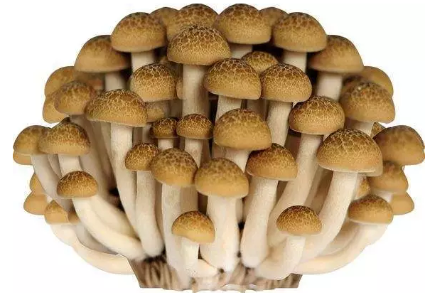 http://www.sq000034.com/ewebeditor/uploadfile/20170914091421667001.png